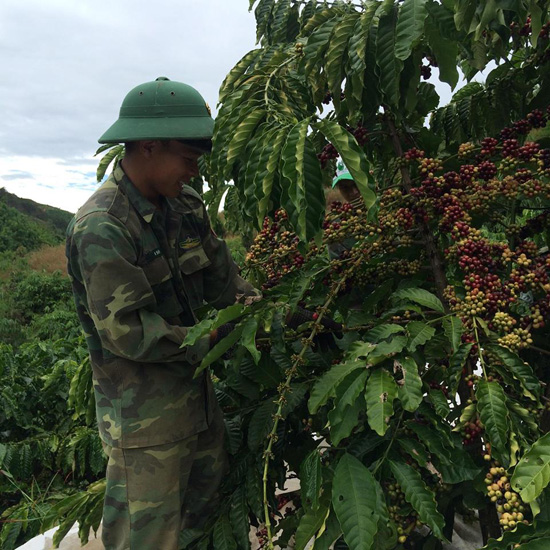 Đồn Biên phòng Cửa khẩu Quốc tế Bờ Y giúp dân thu hoạch Cà phê