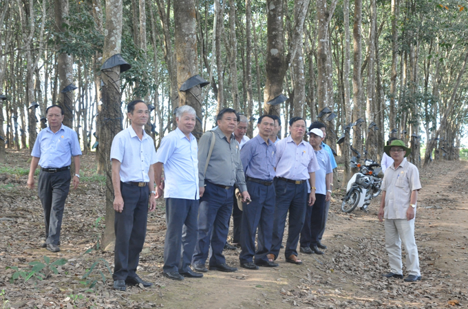 Cụm thi đua số 7 – Hội Cựu Chiến binh 4 tỉnh Tây Nguyên thăm mô hình sản xuất kinh doanh giỏi