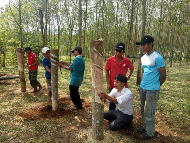 Dạy nghề cạo mủ cao su cho 35 học viên thôn Đắk Blái và thôn Lông Dôn xã Đắk Ang