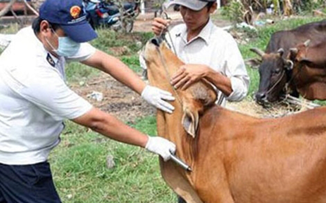 Triển khai tiêm phòng Vắc xin lở mồm long móng trâu bò đợt 1 năm 2018