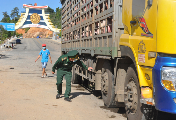 Tăng cường ngăn chặn, xử lý nghiêm các trường hợp buôn lậu, vận chuyển trái phép động vật, sản phẩm động vật qua biên giới vào huyện